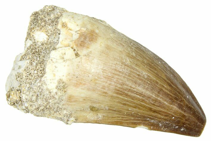 Fossil Mosasaur (Thalassotitan) Tooth - Morocco #374521